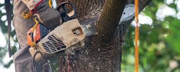 How Our Tree Care Process Works  in  Coronita, CA