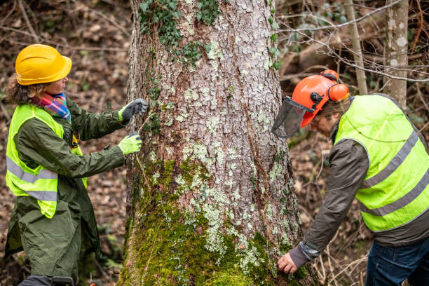 Best Stump Grinding and Removal  in Coronita, CA