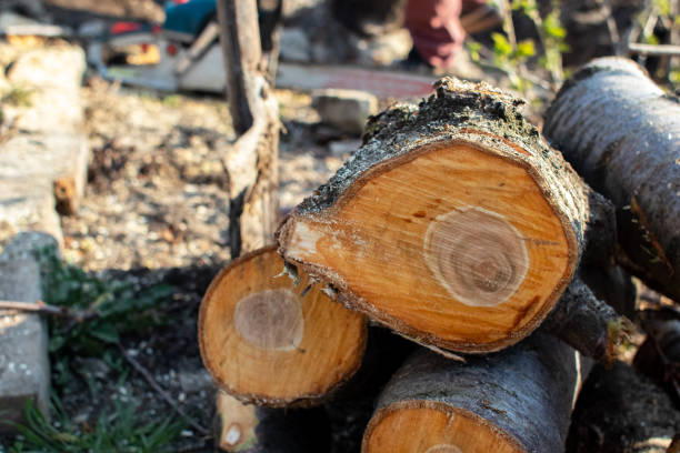Best Tree Removal  in Coronita, CA