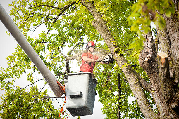 Tree and Shrub Care in Coronita, CA