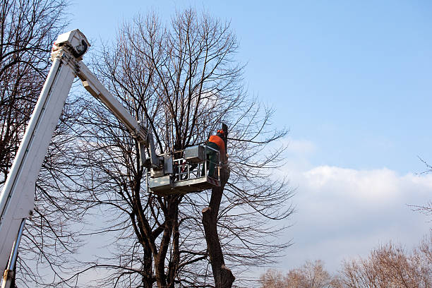 Coronita, CA Tree Care Company